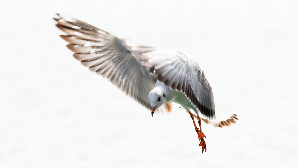 Mouette fondu
